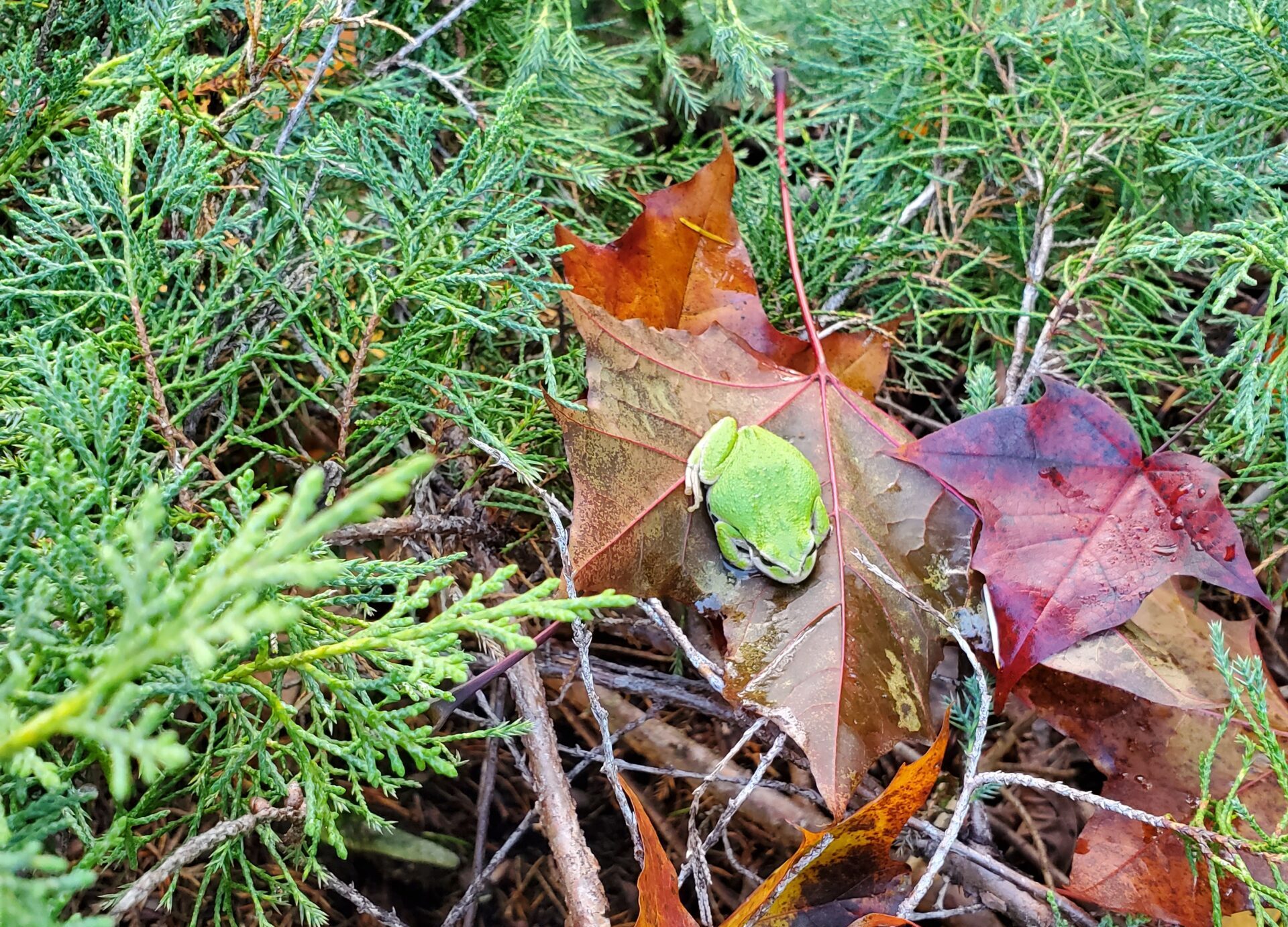 Tree frog resting on a fallen maple leaf