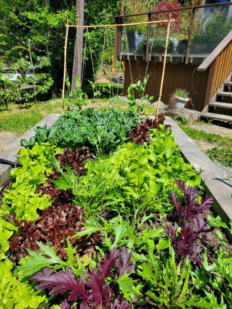 Raised beds of lettuces and leafy greens