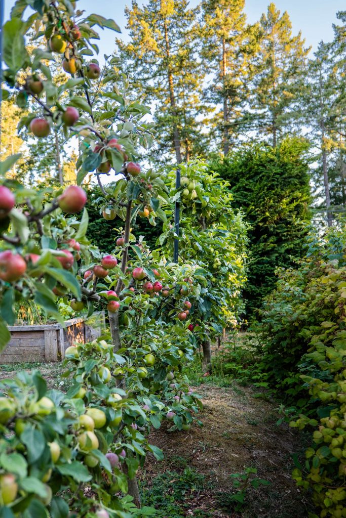 Row of columnar apple trees heavy with fruit