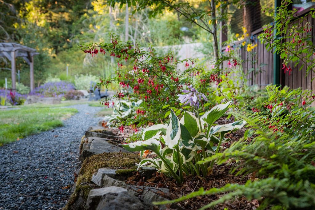 Gravel path past hostas and fuchsias