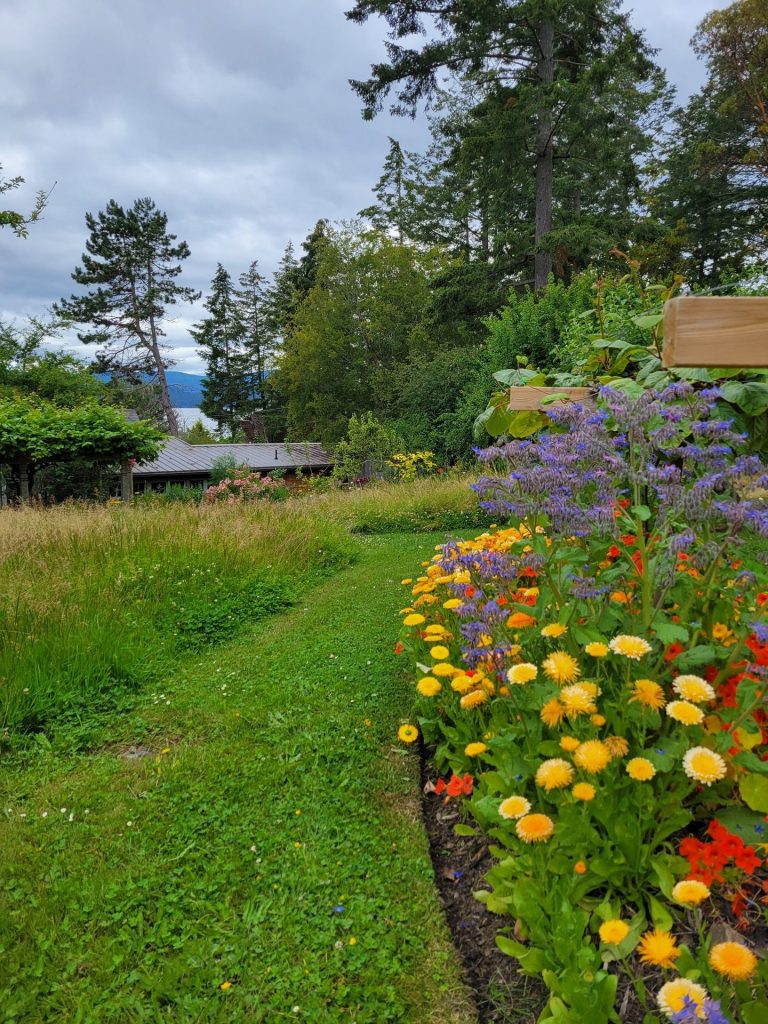 Mown path beside a calendula and borage bed, with ocean view