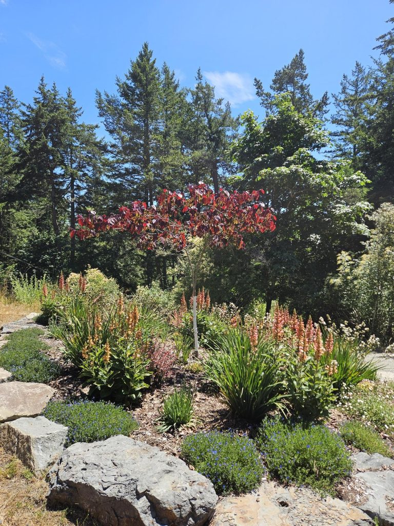 Rock garden with red-hot pokers and a Japanese maple under tall firs